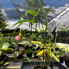Load image into Gallery viewer, Philodendron Holtonianum 4" pot, Fedex 2day*