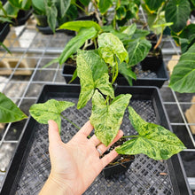Load image into Gallery viewer, Syngonium Mojito, Exact Plant Variegated Ships Nationwide