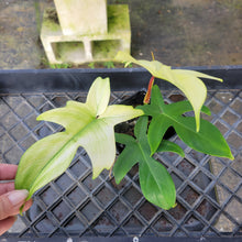 Load image into Gallery viewer, Philodendron Florida Ghost, Exact Plant Ships Nationwide