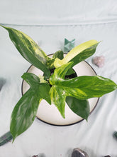 Load image into Gallery viewer, Florida Beauty, exact plant, variegated Philodendron, ships nationwide
