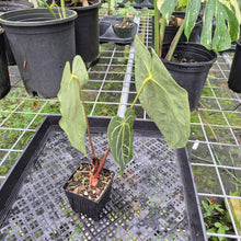 Load image into Gallery viewer, Anthurium Besseae Aff x Red Crystallinum, Exact Plant