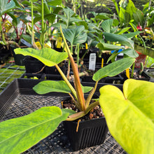 Load image into Gallery viewer, Philodendron Jungle Fever , Exact Plant Variegated Ships Nationwide