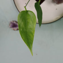 Load image into Gallery viewer, Anthurium Spectabile Wide Form Shipped Nationwide