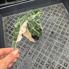 Load image into Gallery viewer, Alocasia polly pink variegated, Exact Plant Ships Nationwide.