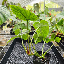 Load image into Gallery viewer, Philodendron Mamei, Exact Plant Ships Nationwide