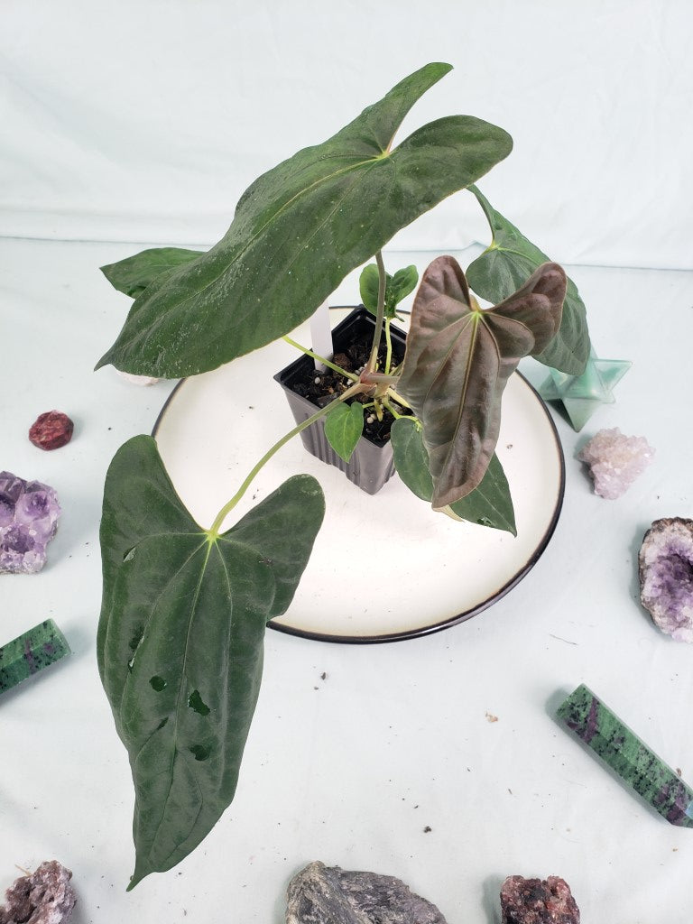 Papillilaminum Ralph Lyman x Fort Sherman, exact plant, Anthurium