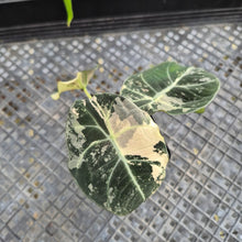 Load image into Gallery viewer, Alocasia Black Velvet Pink variegated 2.5" pot, Fedex 2day*