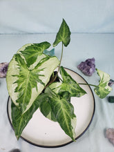 Load image into Gallery viewer, Three Kings Magic Marble, exact plant, variegated Syngonium, ships nationwide