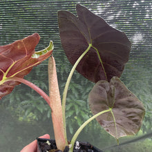 Load image into Gallery viewer, Alocasia Longiloba Grandis x Sanderiana 'Mark Campbell' exact plant, Fedex 2day*