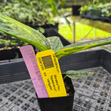 Load image into Gallery viewer, Monstera Peru "Karstenianum", Exact Plant Variegated Ships Nationwide