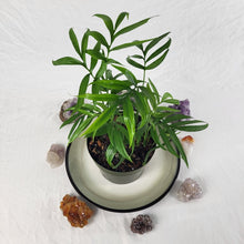 Load image into Gallery viewer, Monstera Subpinnata 6" pot, Fedex 2day