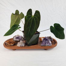 Load image into Gallery viewer, Anthurium Ace Of Spades X Papillilaminum 4" pot, Fedex 2 day*