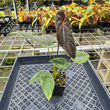 Load image into Gallery viewer, Anthurium Moodeanum, Exact Plant Ships Nationwide