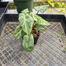 Load image into Gallery viewer, Philodendron Gloriosum Snow Leopard, variegated, Exact Plant Ships Nationwide