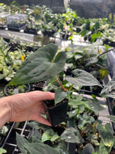 Load image into Gallery viewer, Anthurium Papillilaminum Fort Sherman X Ralph Lynam 2.5" pot, Fedex 2day*