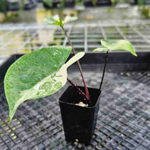 Load image into Gallery viewer, Alocasia Macrorhizza Black Stem, Exact Plant Variegated