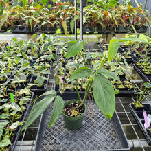 Load image into Gallery viewer, Philodendron Tripartitum exact plant, Fedex 2day*