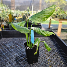 Load image into Gallery viewer, Monstera Lechleriana , Exact Plant Variegated 2.5" Ships Nationwide