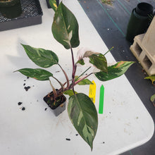 Load image into Gallery viewer, Philodendron Red Anderson, Exact Plant Ships Nationwide