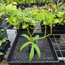 Load image into Gallery viewer, Philodendron Quercifolium, Exact Plant Ships Nationwide