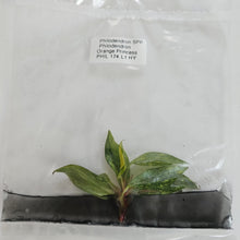 Load image into Gallery viewer, Philodendron Orange Princess variegated tissue culture 2DayAir