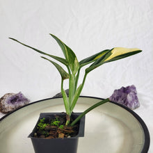 Load image into Gallery viewer, Monstera Standleyana Aurea, Exact Plant Variegated Ships Nationwide