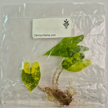 Load image into Gallery viewer, Alocasia Zebrina Aurea variegated tissue culture 2DayAir