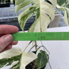 Load image into Gallery viewer, Monstera Borsigiana Albo Deliciosa Variegated exact plant, Fedex 2day*