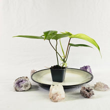 Load image into Gallery viewer, Philodendron Florida Ghost, Exact Plant Ships Nationwide