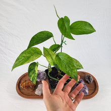 Load image into Gallery viewer, Epipremnum Pinnatum Tricolor Mint Variegated 4" pot, ships nationwide