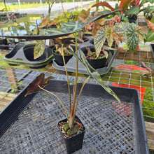 Load image into Gallery viewer, Alocasia sanderiana 'Nobilis' Aurea, Exact Plant Ships Nationwide