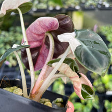 Load image into Gallery viewer, Alocasia Heart Balloon pink variegated 2.5" pot, Fedex 2day*