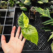 Load image into Gallery viewer, Alocasia Gageana Aurea, Exact Plant Variegated Ships Nationwide