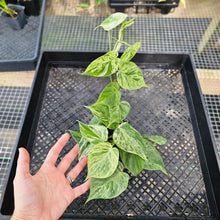 Load image into Gallery viewer, Philodendron Hederaceum, Heart Leaf, Exact Plant Variegated Triple plant pot Ships Nationwide