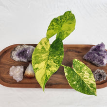 Load image into Gallery viewer, Alocasia Gageana Aurea Variegated 2.5" pot, Fedex 2day*