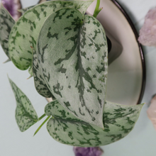 Load image into Gallery viewer, Scindapsus Silver Lady Shipped Nationwide