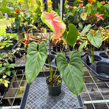 Load image into Gallery viewer, Anthurium Anuenue Obake Bicolor pink/green Fedex 2day