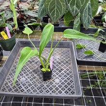 Load image into Gallery viewer, Monstera Burle Marx Flame, Exact Plant Ships Nationwide