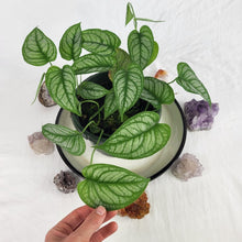 Load image into Gallery viewer, Monstera Siltepecana El Salvador 6" pot, ships nationwide