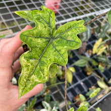 Load image into Gallery viewer, Alocasia Jacklyn Aurea variegated 2.5" pot, Fedex 2day*
