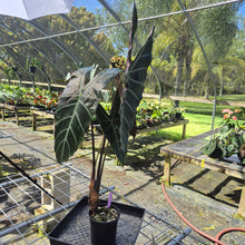 Load image into Gallery viewer, Alocasia Longiloba, Denudata, Exact Plant