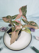 Load image into Gallery viewer, Syngonium Pink Splash Variegated 4" pot, Fedex 2day*