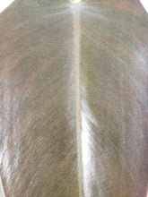 Load image into Gallery viewer, Philodendron Majesty 4" pot, Fedex 2day*