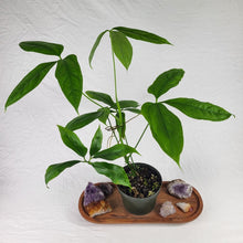 Load image into Gallery viewer, Anthurium Clavigerum 6" pot, Fedex 2 day*