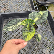 Load image into Gallery viewer, Alocasia Baginda Dragon Scale Albo Aurea Bicolor variegated exact plant, Fedex 2day*
