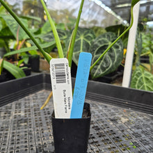 Load image into Gallery viewer, Monstera Burle Marx Flame, Exact Plant Ships Nationwide