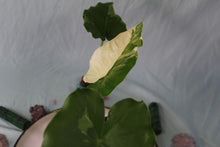 Load image into Gallery viewer, Variegated Alocasia Odora Okinawa Silver Exact Plant