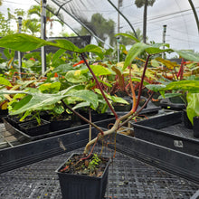 Load image into Gallery viewer, Philodendron Florida Beauty, Exact Plant Variegated Ships Nationwide