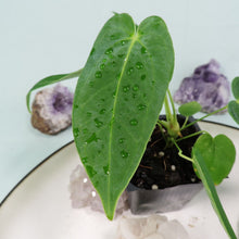 Load image into Gallery viewer, Anthurium Angamarcanum 2.5" pot, Fedex 2day*