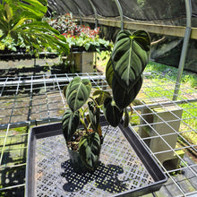 Load image into Gallery viewer, Philodendron Melanochrysum Variegated exact plant, Fedex 2day*